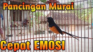 PANCINGAN MURAI BATU GACOR FULL ISIAN, SEKALI DENGAR AMPUH BIKIN MURAI DIAM JADI EMOSI MUDAH konslet