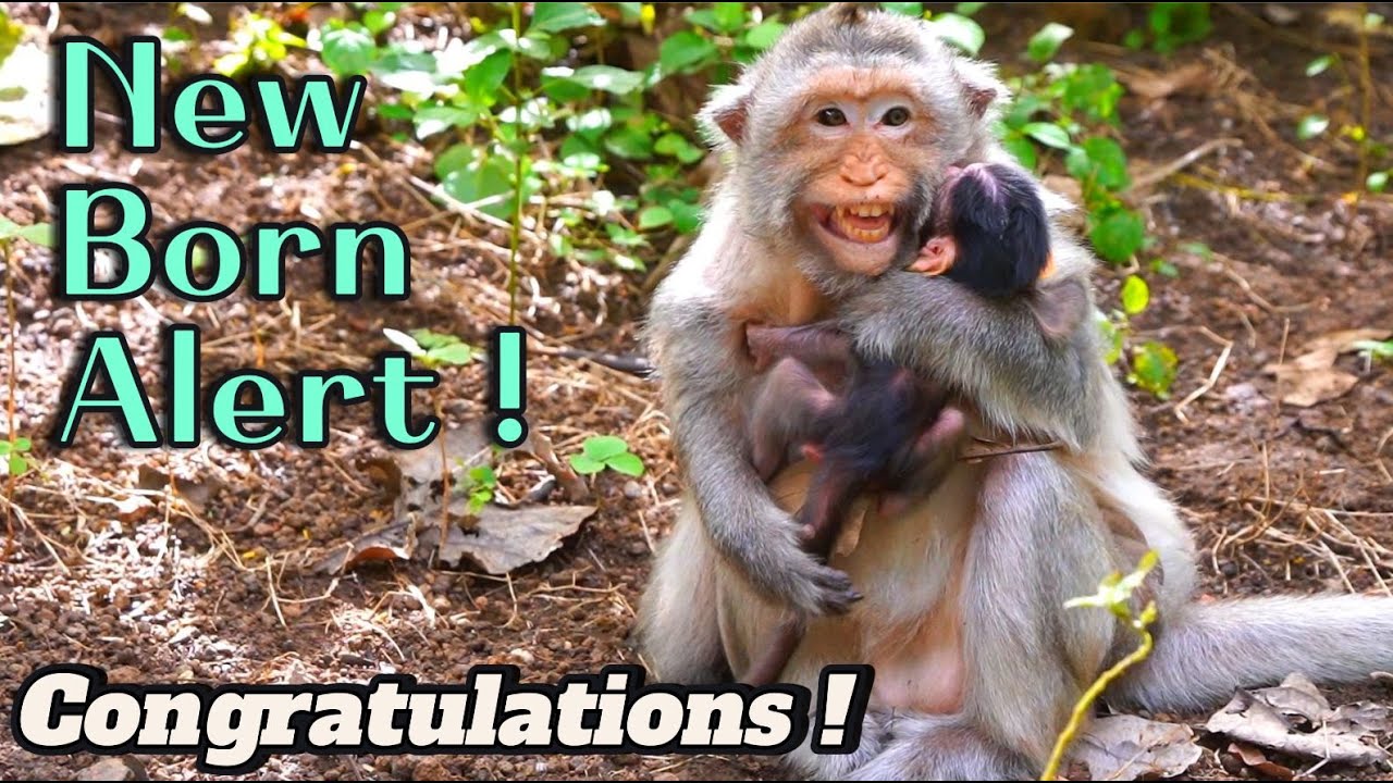 (🔴Live Now) New Born Alert ! Congratulation to Grandma Berry Just Get a ...
