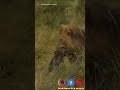فيديو نادر للاسد الاسطوري برنس اوتاو ميل حفيد المابوغو وابن الماجينجلانز وهو يصطاد عجل الجاموس