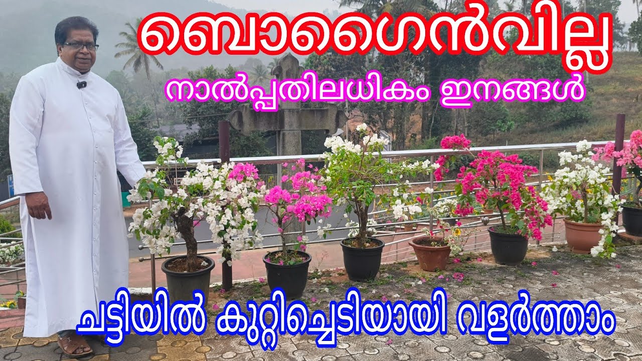 Bougainvillea#fourty varieties#Machiplavu#Antony Muniyara Vlogs