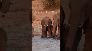 Wilde Tiere ??? im caprivi namibia namibiatourism travelshorts reisetipp africanwildlife