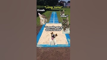 CAT MEMES 😺 Random Superpower ... #catmemes #funnnycat