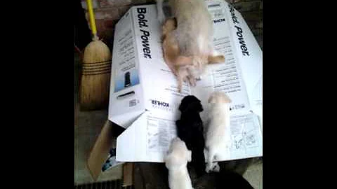 Puppies being weaned