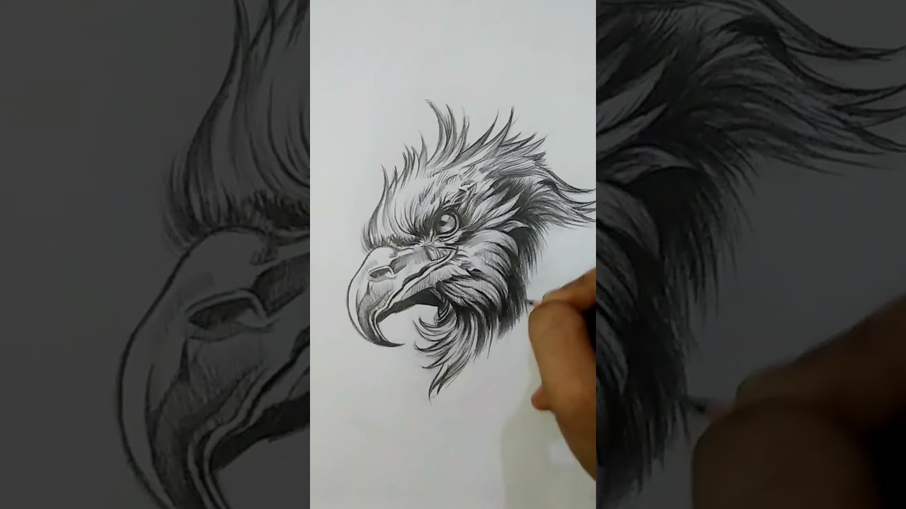 Golden Eagle Pencil Drawing 
