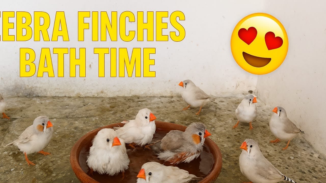 Zebra Finches Bath Time 😍 | My Breeding Colony Having Fun | Finches Shower & Enjoying Moments