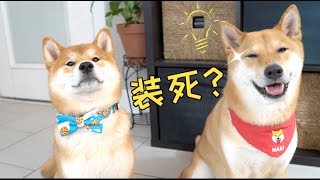 Teach A Shiba Inu Puppy To Play Dead In 3 Minutes