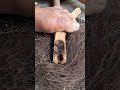 bow drill the traditional art of starting a fire #primitivefire #traditionalfire #survivalfire