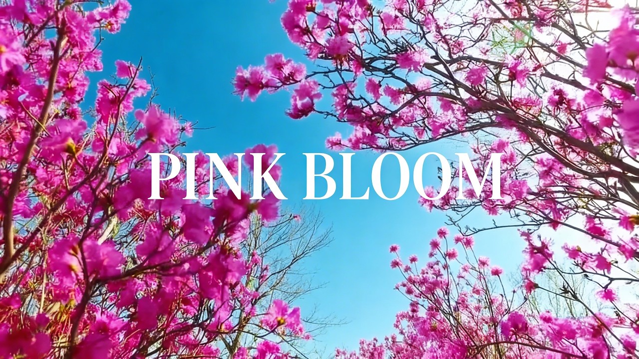 Spring Morning Lo-Fi 🌸 | 1 Hour Fresh Beats | Peaceful Study Music