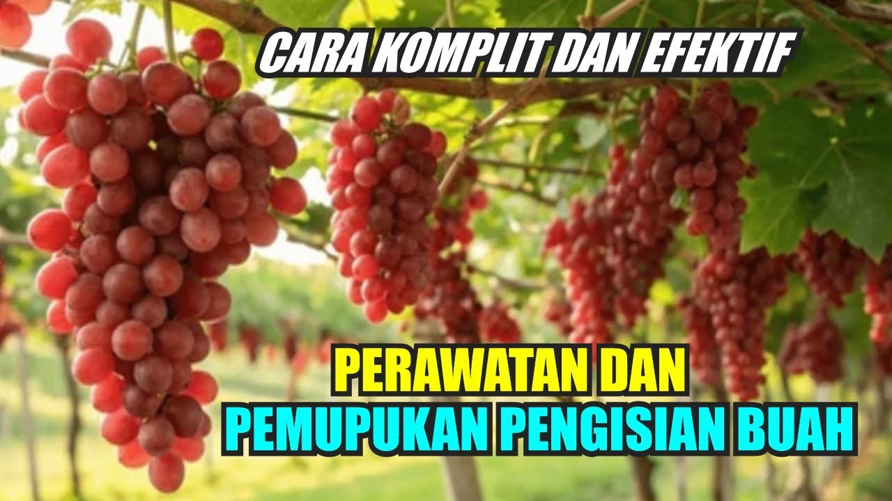 Комплексный и эффективный способ ухода за виноградом и его удобрения.