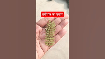 शमी पत्र का उपाय #shorts #shami #shiv #mahadev #pradeepmishra #upay #pradeepmishrajikeupay #trending