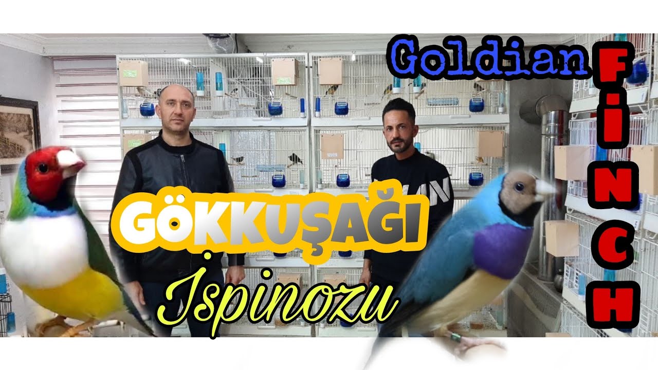 BİRBİRİNDEN MUHTEŞEM İSPİNOZ TÜRLERİ BU VİDEODA