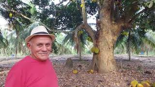 FUI NO SITIO DE COCO COMER JACA E BEBER MUITA AGUA DE COCO