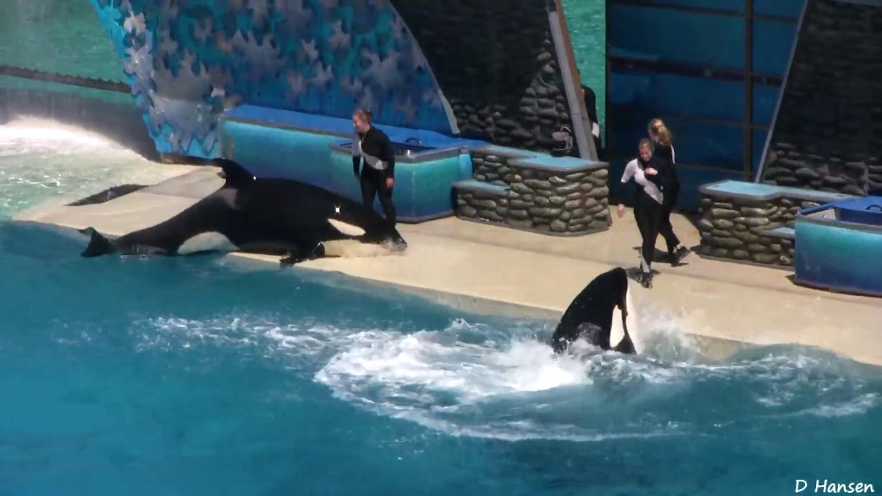 Sea World Disney World - Show de Baleias - YouTube