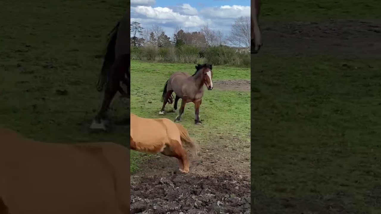 Entire herd of 10 horses go crazy playing ~ Ronnie’s Equine Siblings