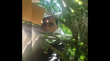 Wild Bee swarm /How to catch kashmiri Bee Swarm high Up in a tree 🌲🌲🌳