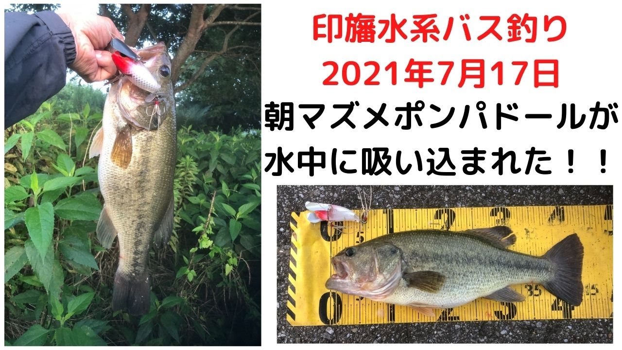 印旛水系バス釣り 朝マズメポンパドールが水中に吸い込まれた 21年7月17日 Youtube 印旛水系バス釣り 朝マズメポンパドールが水中に吸い込まれた 21年7月17日 Youtube