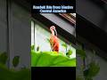 Scarlett Ibis from Mexico Central America 🦩🦆🐓🦅🦜🇨🇦