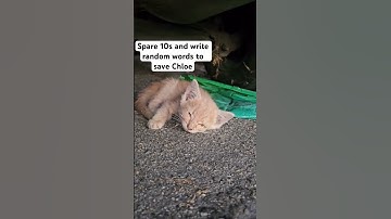 Donation link in bio #fypシ #views #catsofyoutube