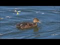 Uccelli acquatici dei laghi, degli stagni e dei fiumi (Water birds of lakes, ponds and rivers)