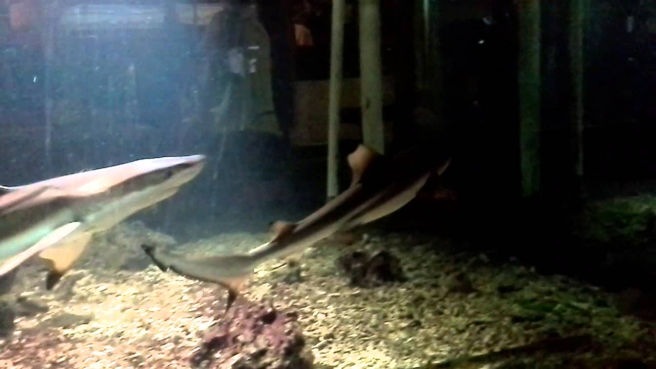 Mini Shark In The Aquarium Youtube mini shark in the aquarium youtube