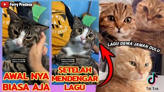 Reaksi Kucing Saat Mendengar Lagu Mesir Kuno - Kompilasi TikTok