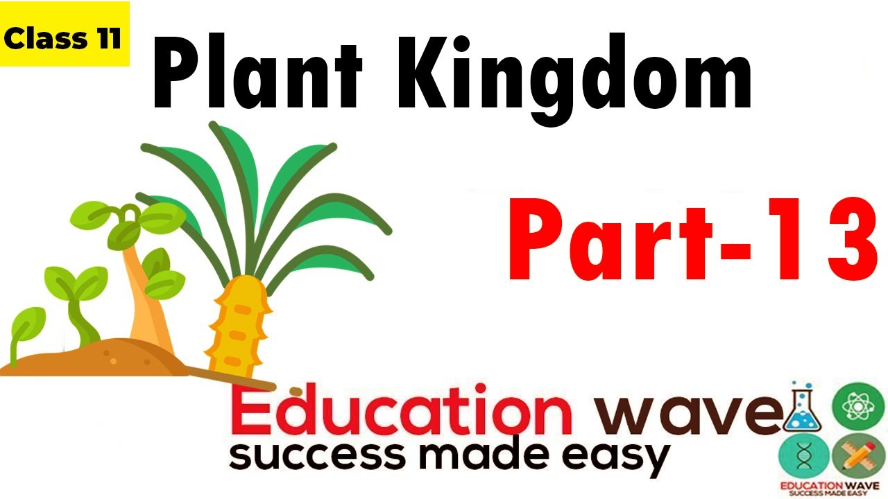 Plant Kingdom |Angiospermic plants | Part 13 Biology Class 11 In Hindi | educationwave