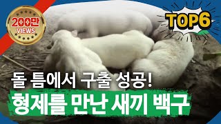 2011년 교양 베스트 클립 6 #TV동물농장 #SBSBEST