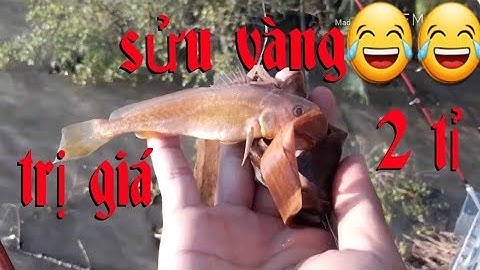 Mồi câu cá sông cá lù đù cá ngát... | #TĐTV