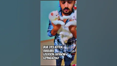 Watch the video about #persian #persiancat #catlover #cat #cutecat #kittycat