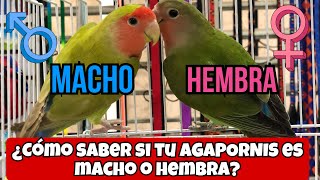 Cómo saber si tu AGAPORNIS es MACHO o HEMBRA