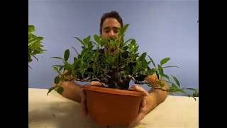 Species Overview - Ficus Microcarpa 'Tiger Bark' Ficus Species