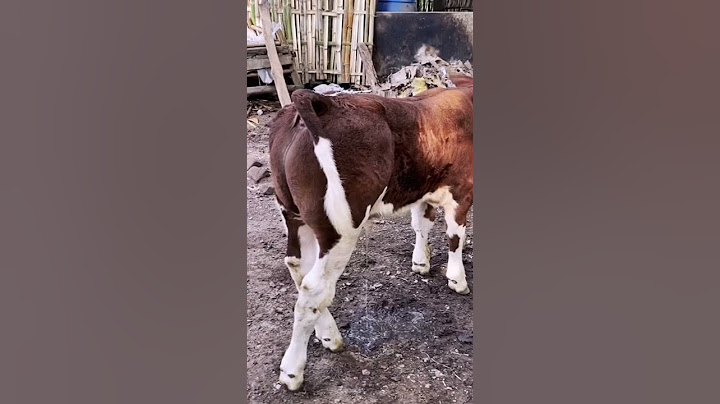 Belgian Blue Banyuwangi