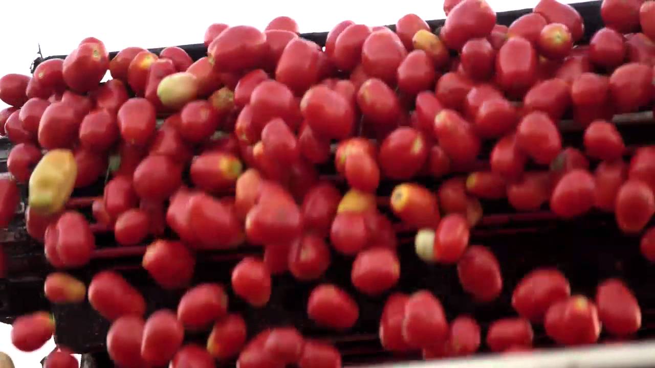 Farm To Table  - Campbell's Tomato Soup