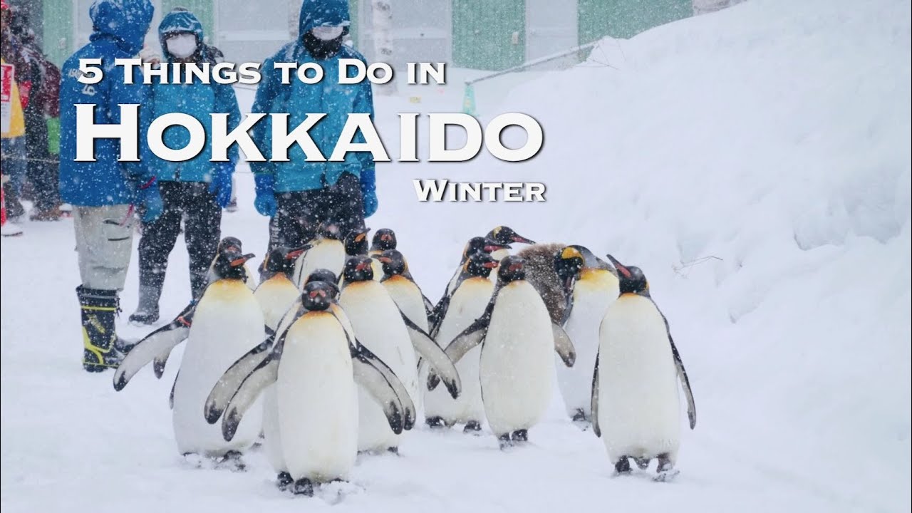 5 Things to DO in Hokkaido during the Winter｜Visiting Shrine｜Zoo and Falls [SUB]