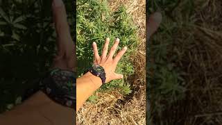 2019 Outdoor Grow Auroflower talk Welcoming New Ladies To The Garden