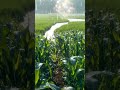 POV Relaxing Stroll Through Rice Paddies &amp; Cornfields 🌾 Cinematic Nature ASMR