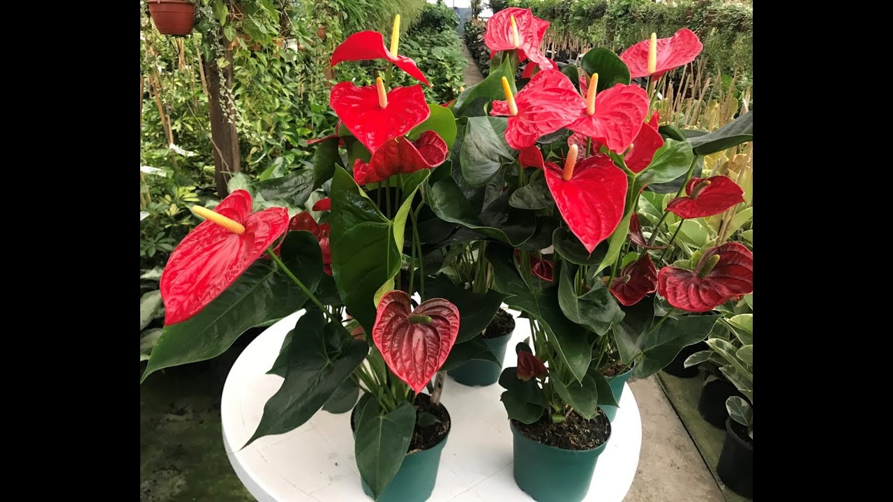 Antoryum Çiçeğinin Bakımı, Anthurium Plant Care and Tips
