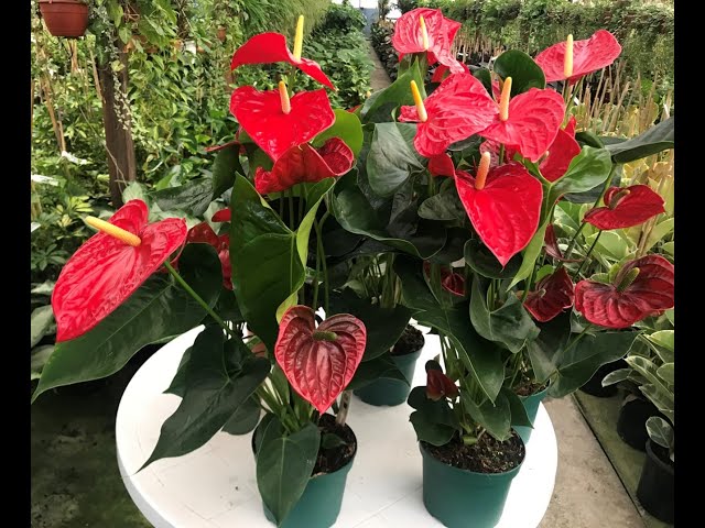 Antoryum ieinin Bakm, Anthurium Plant Care and Tips