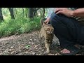 一人で山へ竹取に行った父を追いかけて来た娘猫