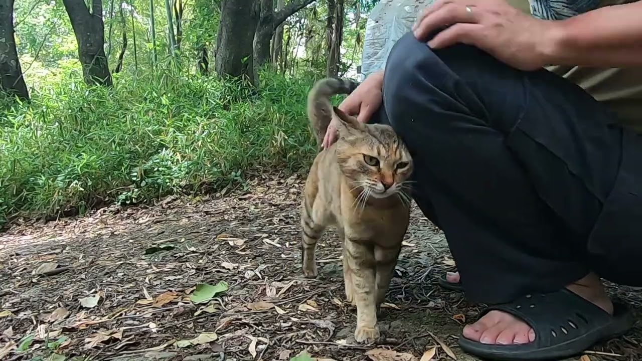 一人で山へ竹取に行った父を追いかけて来た娘猫