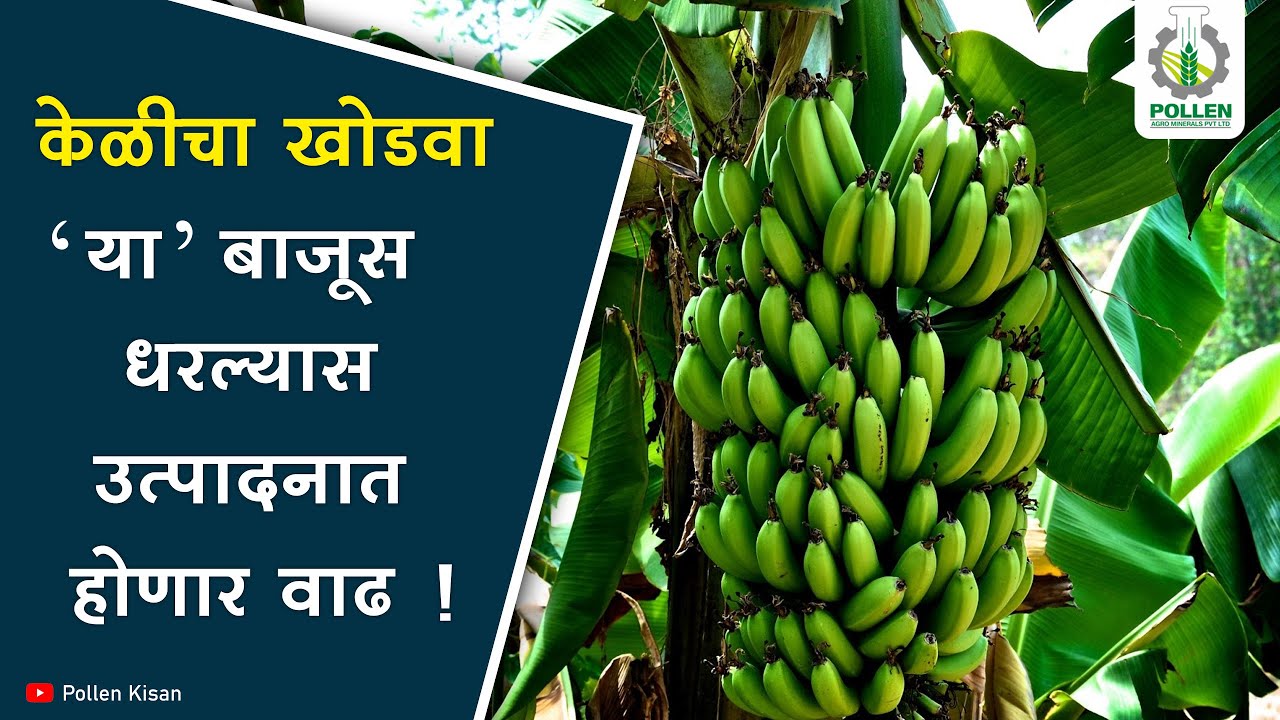 केळी शेती । खोडवा पीक व्यवस्थापन । पिल्ली काढणी । Pollen Kisan