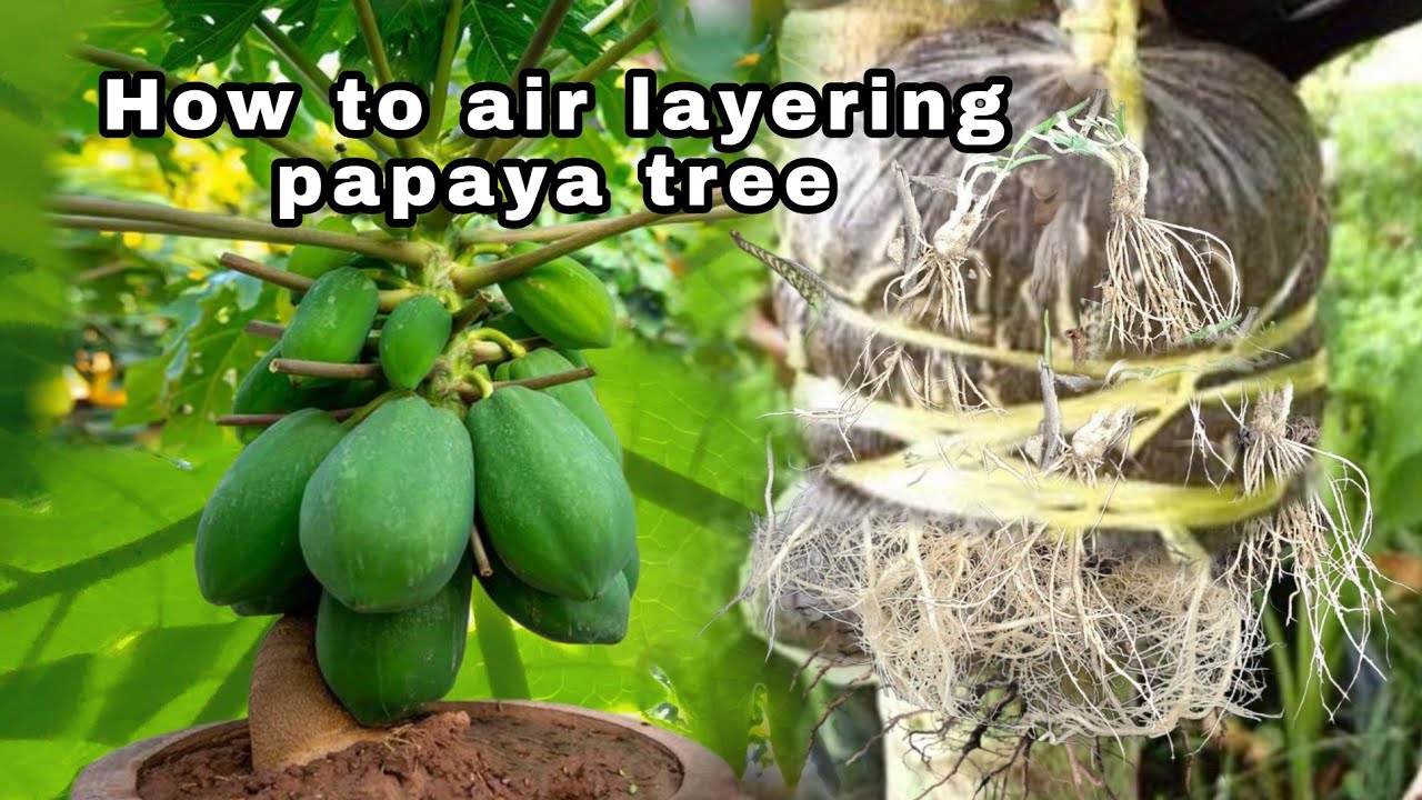 How to air layering papaya tree - YouTube