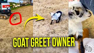 Little Goat Goes to Greet Owner and Expresses How Much He Missed Her