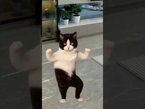 Funny Cats Dance Shorts