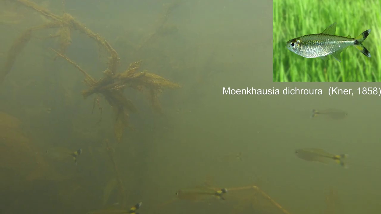 Peces del Río Paraná en San Ignacio, Misiones