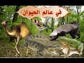شرح درس في عالم الحيوان -الضفادع والتماسيح والغرير والجمل - لغة عربية للصف الرابع الابتدائي