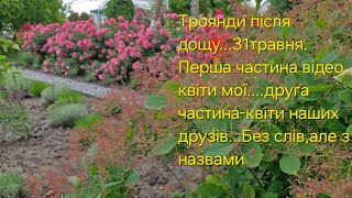 Трояндовий бал.5серія.Квіти після дощової зливи...з назвами