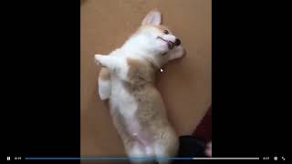 Reddit r/aww reacting!