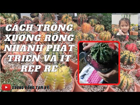 Video HƯỚNG DẪN CÁCH TRỒNG XƯƠNG RỒNG PHÁT TRIỂN NHANH VÀ ÍT... - youtube