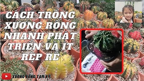 HƯỚNG DẪN CÁCH TRỒNG XƯƠNG RỒNG PHÁT TRIỂN NHANH VÀ ÍT BỊ RỆP RỄ | XƯƠNG RỒNG TAM KỲ